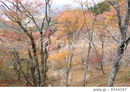 奈良県吉野山の秋の紅葉風景 9344397