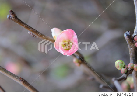 シャリンバイ 9344514