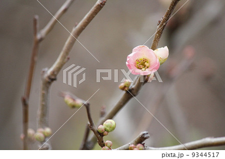 シャリンバイ 9344517