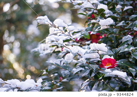 雪と椿の写真素材