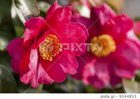 サザンカ サザンカ 9344833