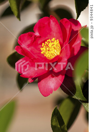 サザンカ サザンカ 9344841