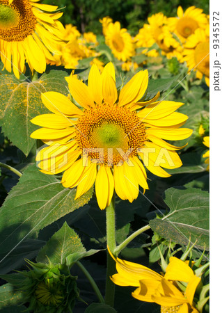 Sunflower Sunflower 9345572