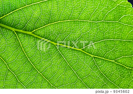 Green leaf 9345602