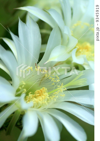 サボテンの花 サボテンの花 9345919
