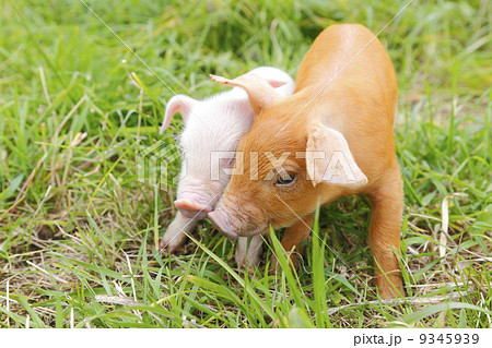 生まれたての子豚 9345939