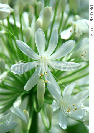 アガパンサス 9345961