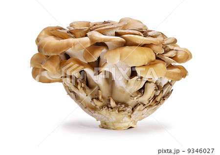 舞茸 9346027