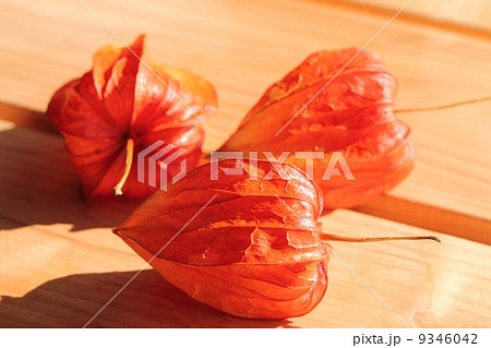 ほおずき ほおずき 9346042