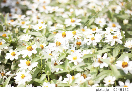 Flowers white blooming Flowers white blooming 9346182
