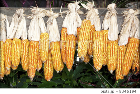 corn corn 9346194