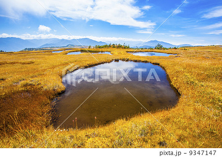 苗場山の湿原 9347147