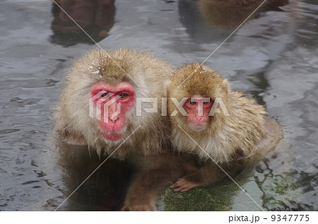 地獄谷野猿公苑　温泉に入る猿 9347775