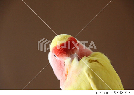 毛づくろい 9348013