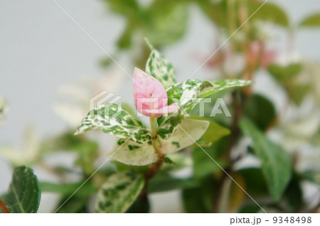 ハツユキカズラ 9348498