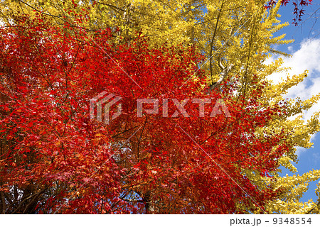 イチョウをバックにカエデの紅葉 9348554