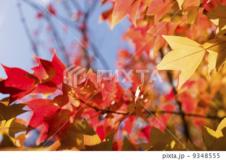 トウカエデの黄葉 トウカエデの黄葉 9348555