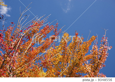 トウカエデの黄葉と空 9348556