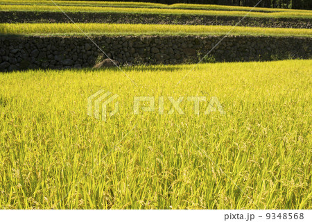 秋の幸田の棚田 9348568