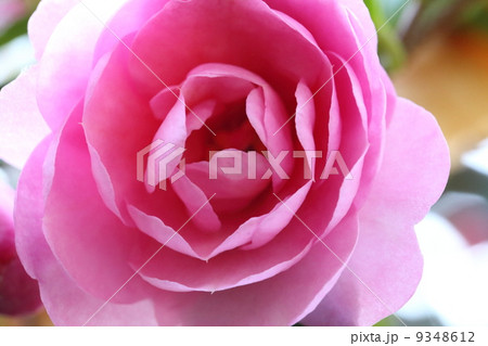 山茶花 9348612