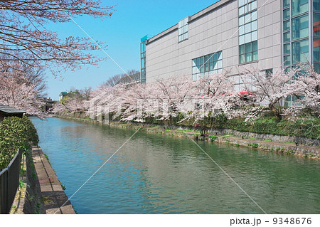 サクラ サクラ 9348676