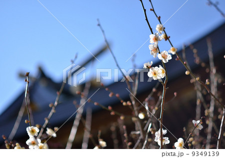 梅の花 梅の花 9349139