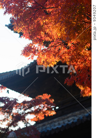 紅葉の寺 9349207