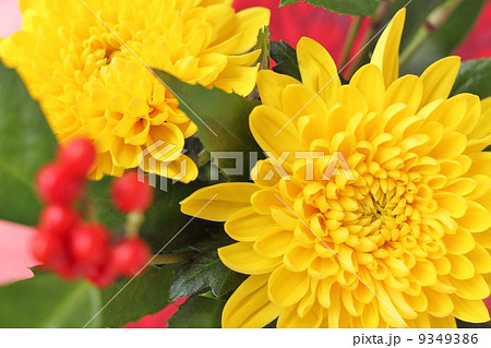 お正月の花 9349386