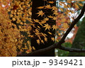 紅葉 9349421