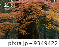 紅葉 9349422