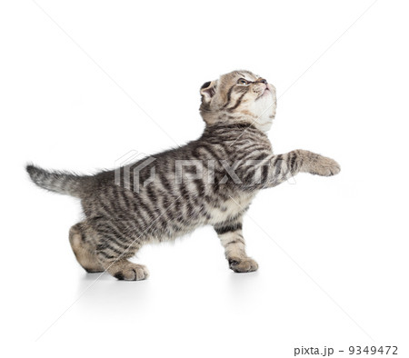 Scottish tabby kitten gives paw and looking up 9349472