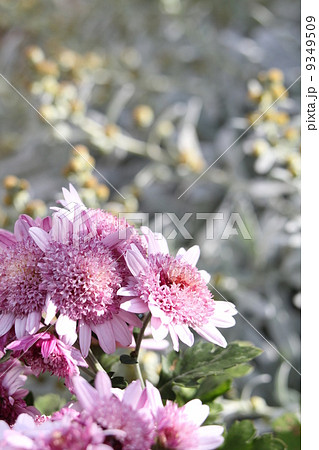 丁子菊 丁子菊 9349509