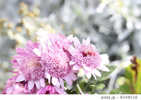 丁子菊 9349510