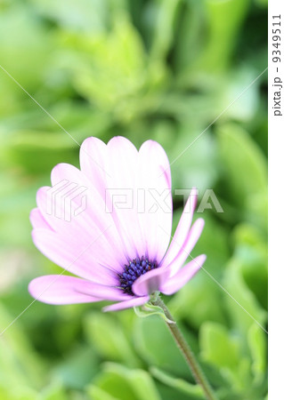 オステオスペルマム オステオスペルマム 9349511