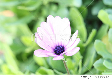 オステオスペルマム オステオスペルマム 9349512