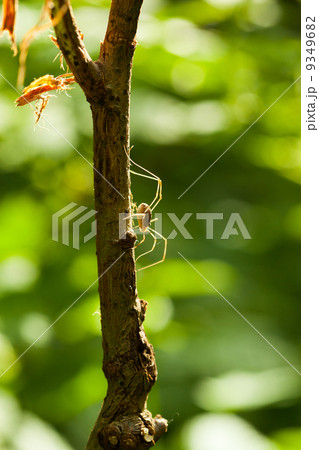 Daddy long legs climbing on branch Daddy long legs climbing on branch 9349682