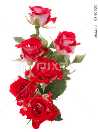 Red rose flower bouquet isolated on white background cutout Red rose flower bouquet isolated on white background cutout 9349920