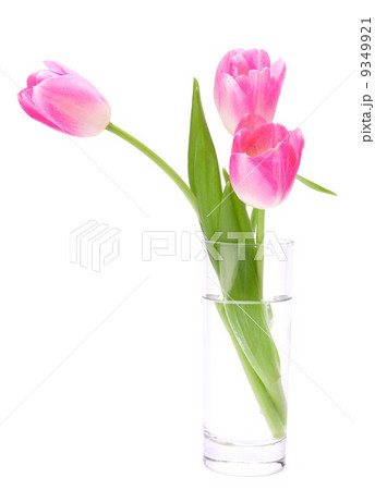 Pink tulips bouquet in vase isolated on white background Pink tulips bouquet in vase isolated on white background 9349921