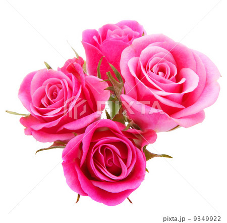 Pink rose flower bouquet isolated on white background cutout Pink rose flower bouquet isolated on white background cutout 9349922