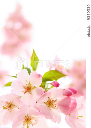 ピンク色の桜 9350530