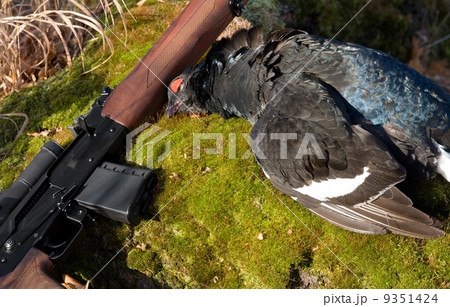 Gun and a black grouse 9351424
