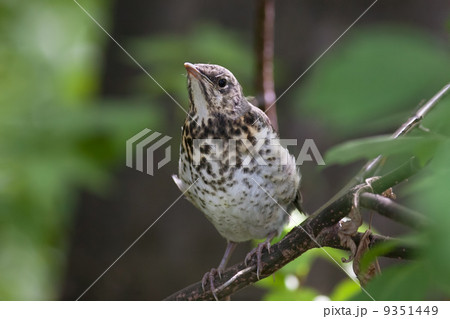 Fieldfare, (Turdus pilaris) 9351449