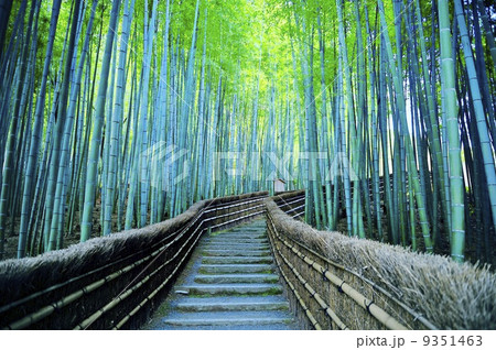 化野念仏寺　竹林の小路 9351463