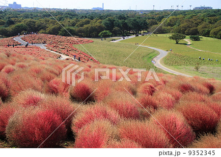ひたち海浜公園 9352345