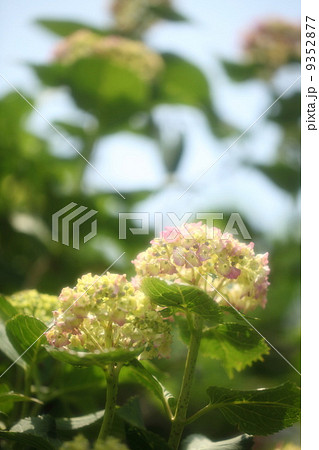 紫陽花(姫アジサイ) 紫陽花(姫アジサイ) 9352877