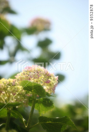 紫陽花(姫アジサイ) 紫陽花(姫アジサイ) 9352878