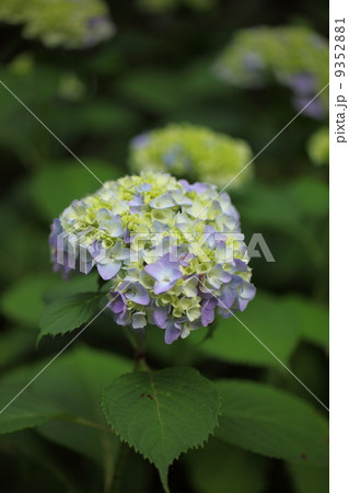 紫陽花（姫アジサイ） 9352881