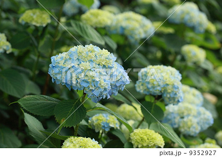 紫陽花（姫アジサイ） 9352927