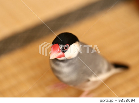 桜文鳥の写真素材 [9353094] - PIXTA