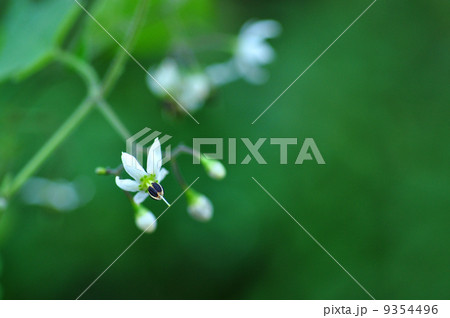 ヒヨドリジョウゴ ヒヨドリジョウゴ 9354496